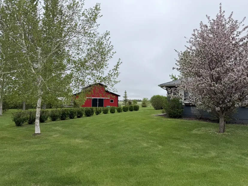 A wide green lawn with birch trees and the red barn with white trim in the distance.